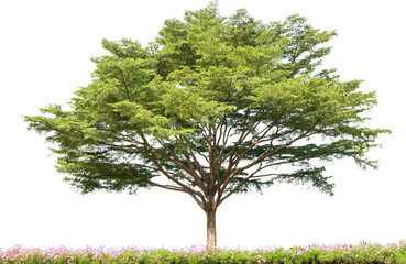 Terminalia Ivorensis Tree Isolated