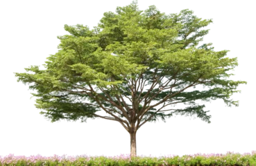 Rolgordijnen Terminalia Ivorensis Tree Isolated © sakdam