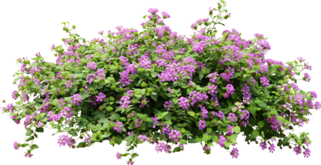 Purple Flower Shrubbery Isolated