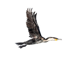 White Breasted Cormorant In Flight