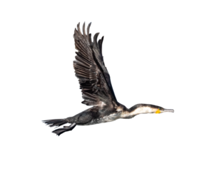 White Breasted Cormorant In Flight