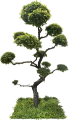 Rolgordijnen Bonsai Tree Isolated © sakdam