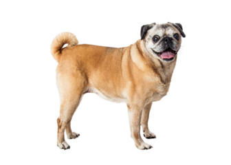 Purebred Pug Dog Standing Side Looking Forward