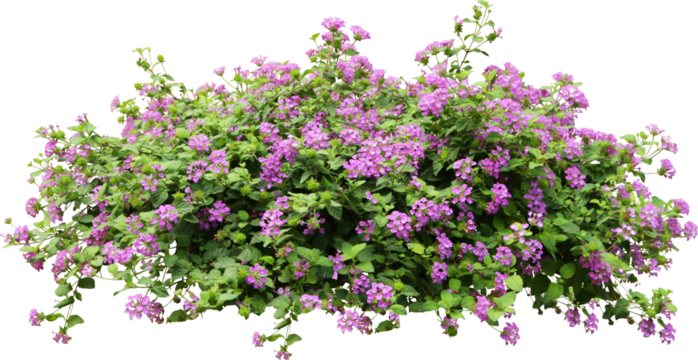 Purple Flower Shrubbery Isolated