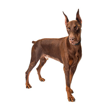 Red Doberman Pinscher Dog PNG File