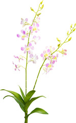 Pink Orchids Flowers Isolated