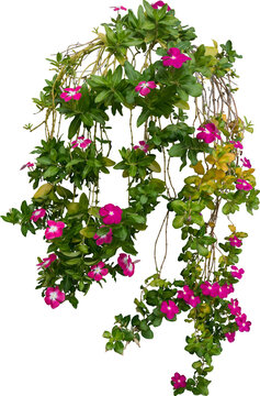 Ivy Flower Plant Isolated