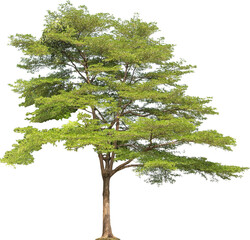 Terminalia Ivorensis Tree Isolated