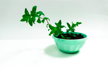 Pot with young green mint sprouts. White background. Copy space. Flat lay.