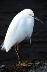 A snowy egret with a black background. It is a beautiful, graceful small egret, very active in its feeding behavior in shallow waters. Known by its contrasting yellow feet{yellow slippers}.