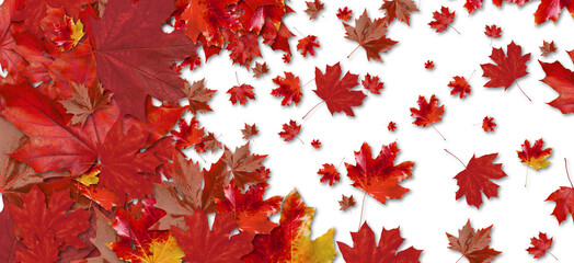 Many red maple leaves on white background. Banner for design