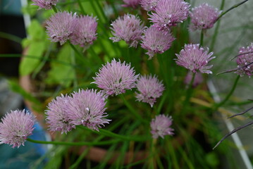 Flowering chives as a close up