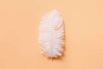 Beautiful feather on beige background
