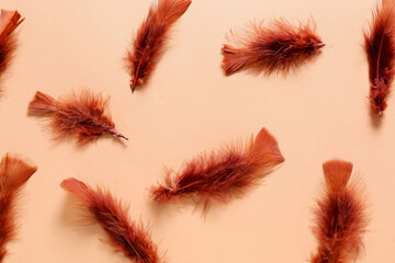 Beautiful brown feathers on color background