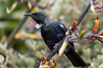 New Zealand Tui