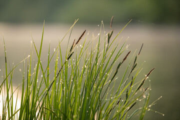 Seegras mit Morgentau