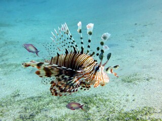 lionfish of the red sea