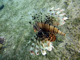 lionfish of the red sea