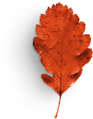 Autumn Leaf