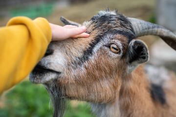 Ziege mit Kinderhand