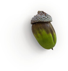 Acorn © Custom Scene