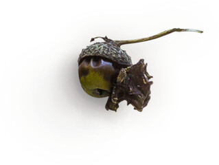 Acorn © Custom Scene
