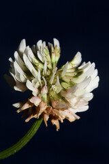 White wild flower blossom close up botanical background Trifolium alexandrinum family leguminosae high quality big size print