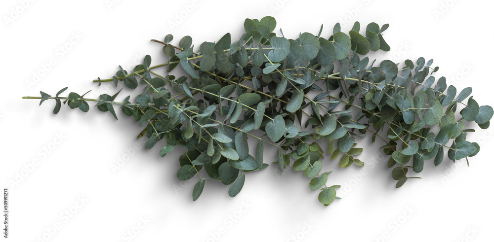 Wall mural Eucalyptus Branches