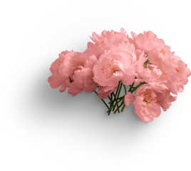 Cherry Blossom Bunch Flatlay Pink