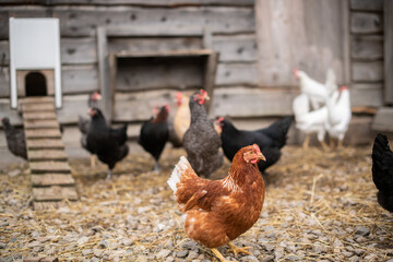 Hühner im Stall