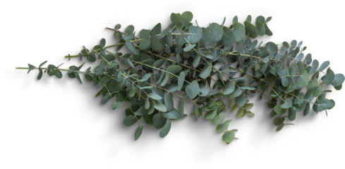 Eucalyptus Branches