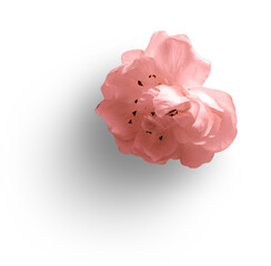 Cherry Blossom Pink © Custom Scene