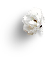 Cherry Blossom White