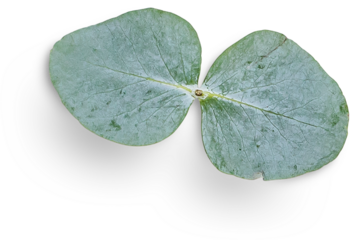 Eucalyptus Leaf
