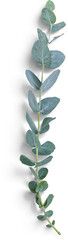 Eucalyptus Branch