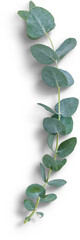 Eucalyptus Branch