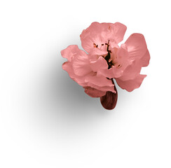 Cherry Blossom Pink