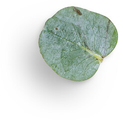 Naklejka premium Eucalyptus Leaf