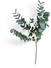 Eucalyptus Branch