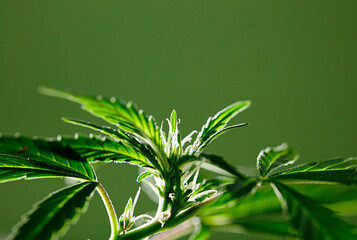 Macro photo of isolated marijuana flower with green background