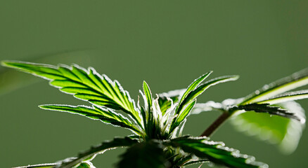 magnificent marijuana flower with green background 