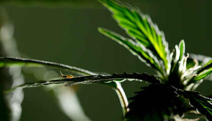 Insect nymph, larva of hemp leaves with flowering bud in the background. These plant pests suck sap...
