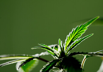 Macro photo of isolated marijuana flower with green background. 