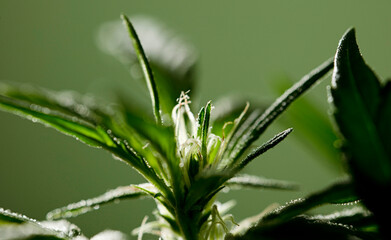 macro for marijuana flower isolated with dark green background 