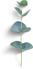 Eucalyptus Small Branch © Custom Scene