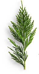 Fir Leaf