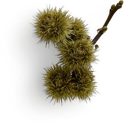 Chestnut