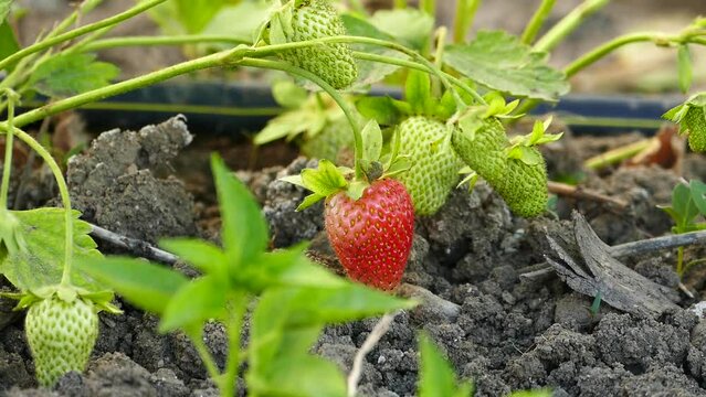 growing strawberries in the soil, irrigation of strawberry plants with drip system,