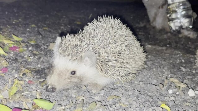 Ein Igel auf Fuerteventura bei Nacht.