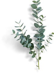 Eucalyptus Branch